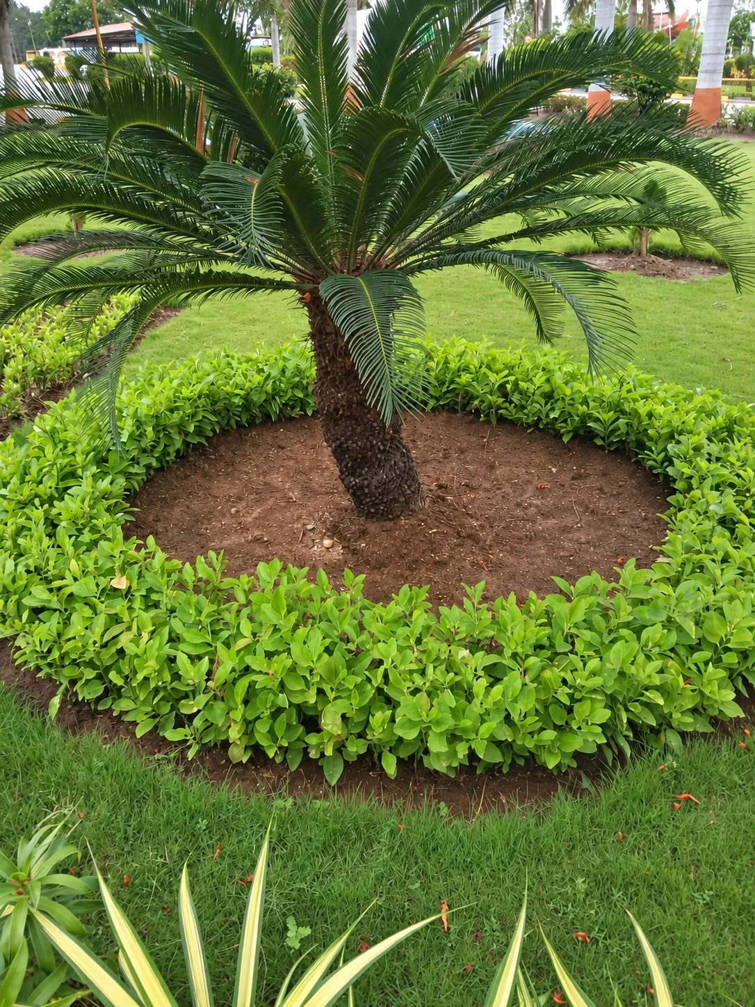 A mature cycad surrounded by a circular hedge and lawn.
