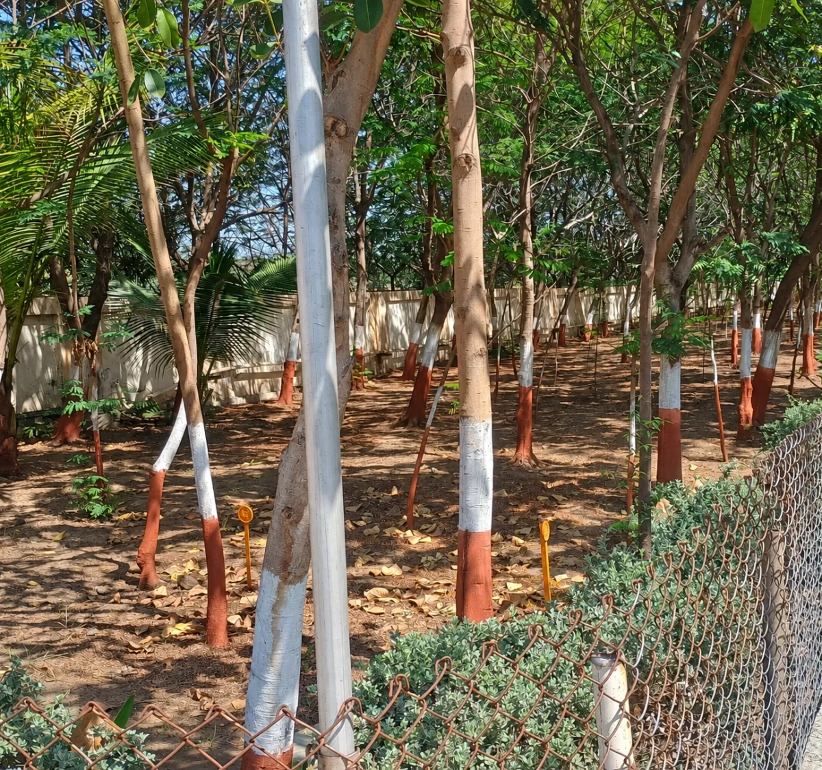 Trees, young saplings and low boundary planting along a fenced site.