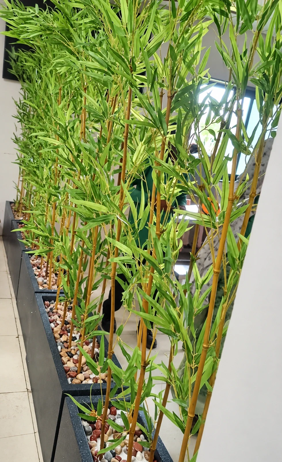 Tall leafy stems in a row of black planters topped with decorative pebbles.