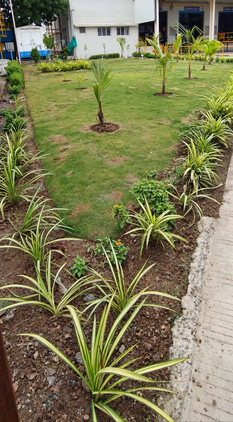 A campus lawn with young palms and planted borders beside a concrete path.
