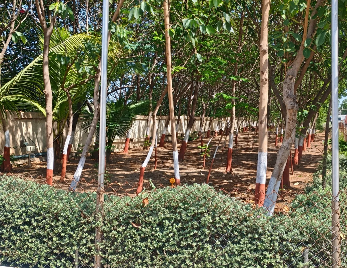 Rows of trees with painted lower trunks behind a boundary hedge and fence.